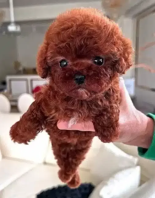Irk Ve Sağlık Garantili Mini Kore Toy Poodle Bebekler