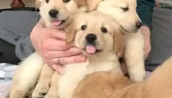 Antalya Da Safkan Babyface Golden Retriever Yavruları