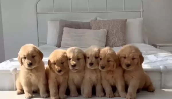 Antalya Da Safkan Babyface Golden Retriever Yavruları