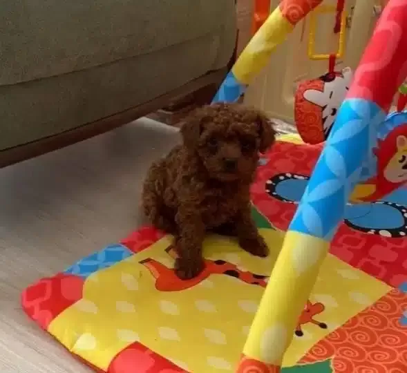 Toy Poodle Orjinal Ev Ortamında