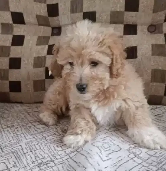 Cok Sevimli Safkan Maltipoo Bebekler Corlu