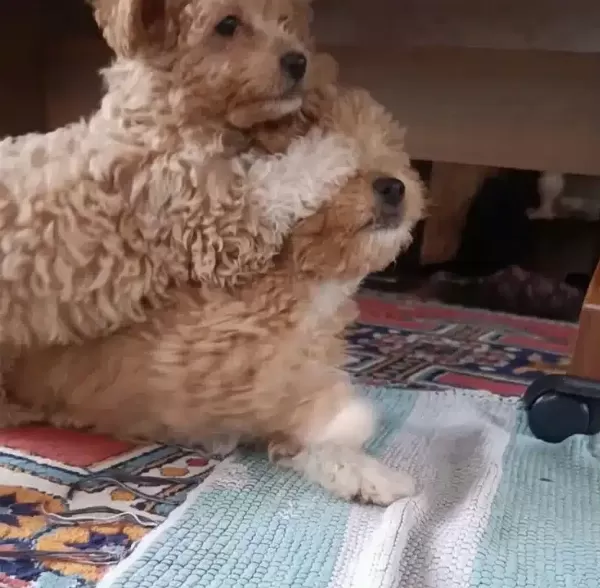 Cok Sevimli Safkan Maltipoo Bebekler Corlu