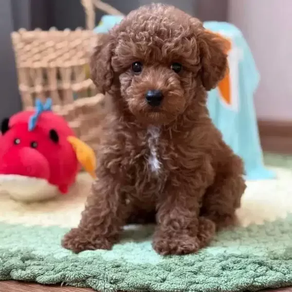Toy Poodle Sevimli Yavrular Ev Uretimi
