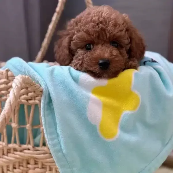 Toy Poodle Sevimli Yavrular Ev Uretimi