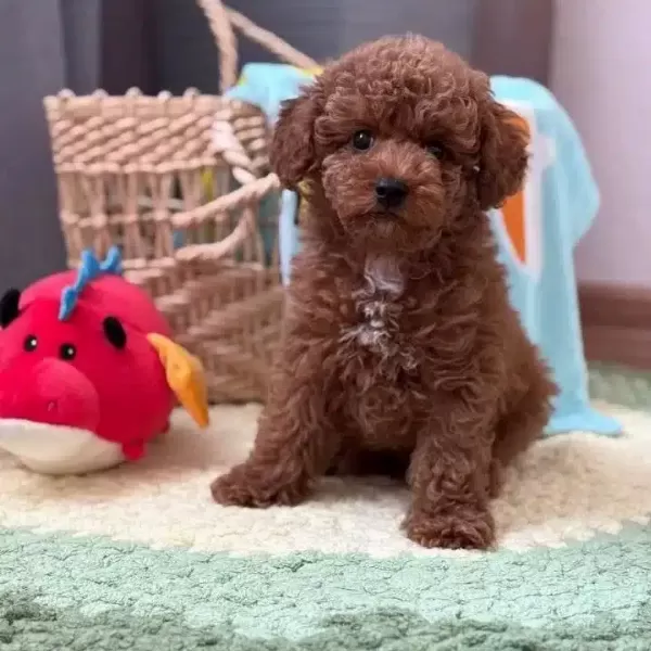 Toy Poodle Sevimli Yavrular Ev Uretimi