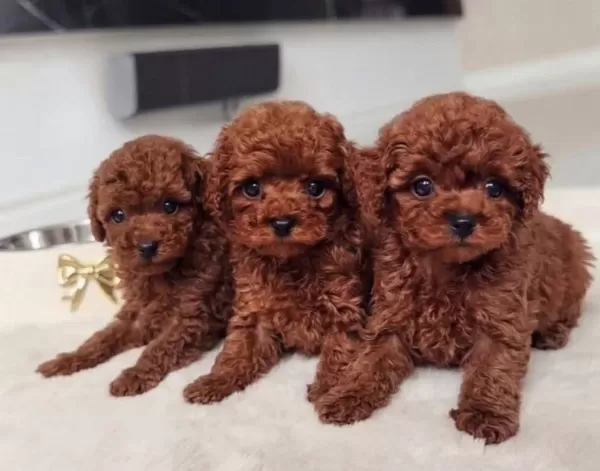 Atasehir De Kıvırcık Kızıl Toy Poodle Yavruları