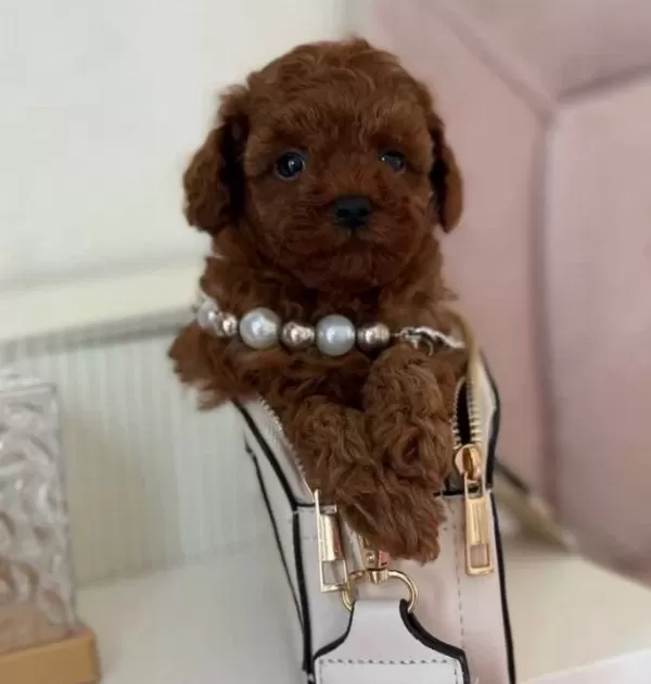 Atasehir De Kıvırcık Kızıl Toy Poodle Yavruları