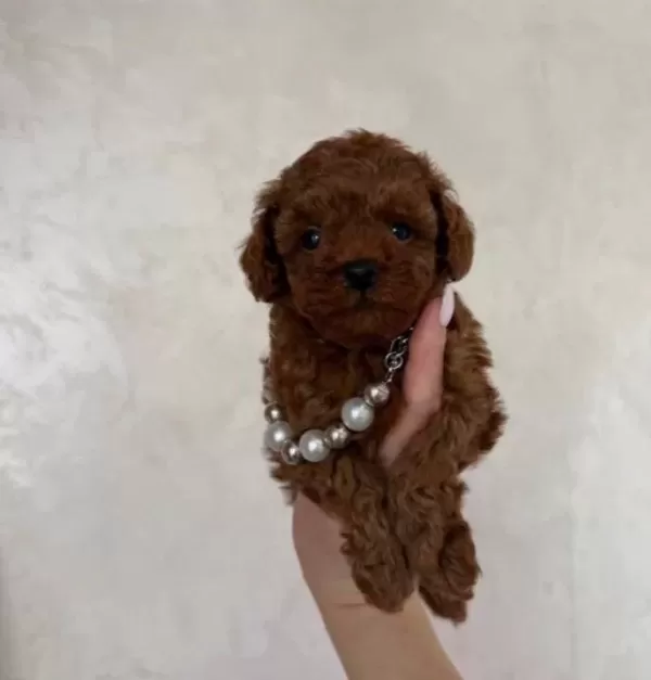 Atasehir De Kıvırcık Kızıl Toy Poodle Yavruları