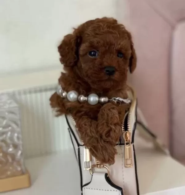 Atasehir De Kıvırcık Kızıl Toy Poodle Yavruları