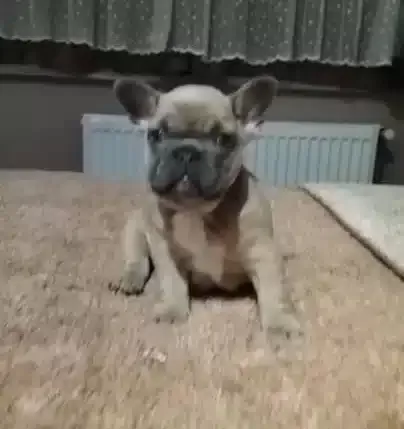 Mavi Gozlu Blue French Bulldog Yavrular
