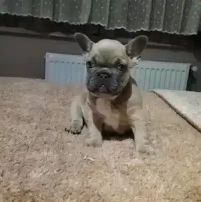 Mavi Gozlu Blue French Bulldog Yavrular