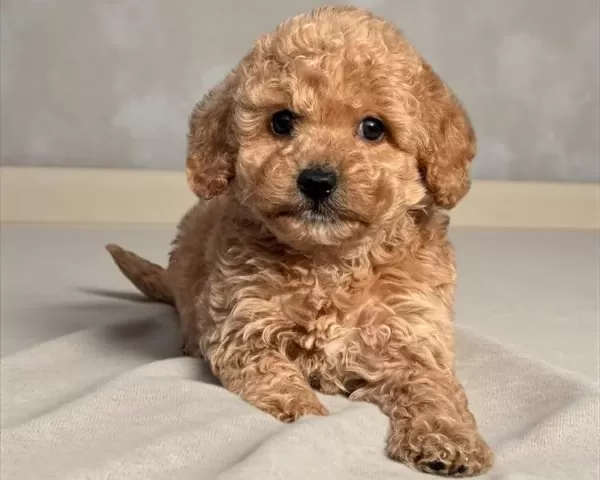 Sevimli Maltipoo Cinsi Yavrular Ev Uretimi