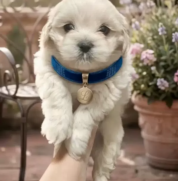 Kucuk Boy Malteseler