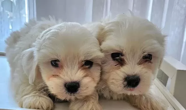 Maltese Miniklerimiz