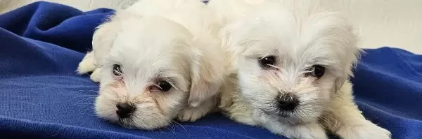 Maltese Miniklerimiz