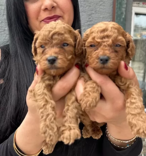 Ufacık Red Brown Poodle Yavrularım