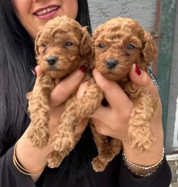 Ufacık Red Brown Poodle Yavrularım