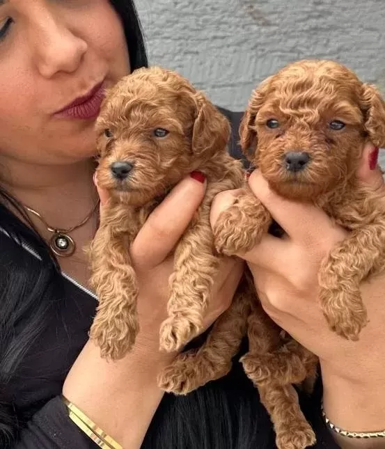Ufacık Red Brown Poodle Yavrularım