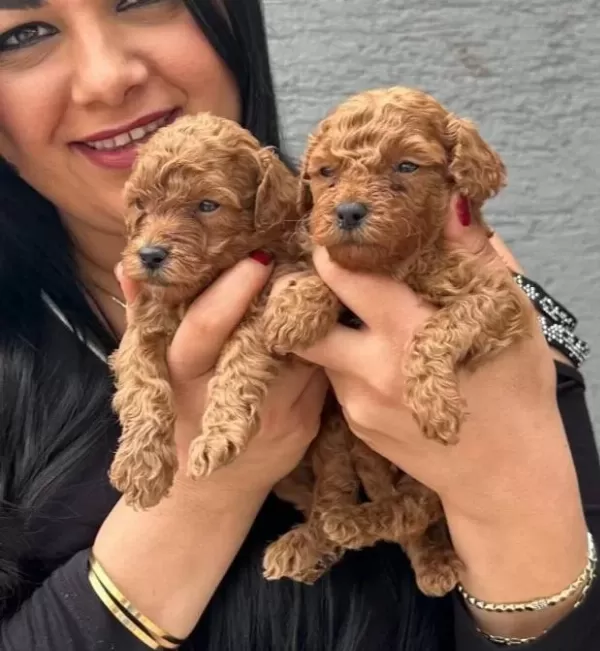 Ufacık Red Brown Poodle Yavrularım