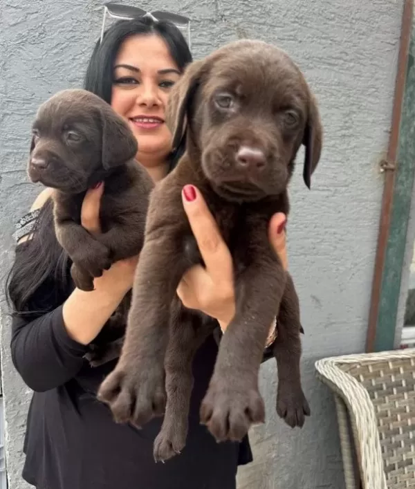 Mukemmel Safkan Cikolata Labrador Yavrularım