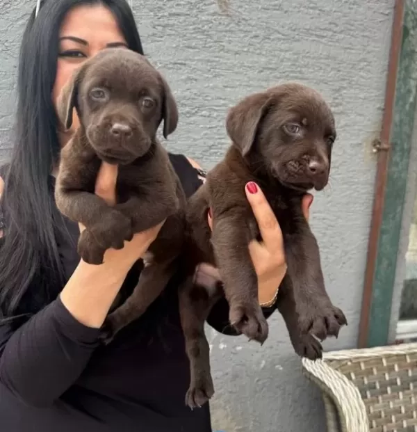 Mukemmel Safkan Cikolata Labrador Yavrularım