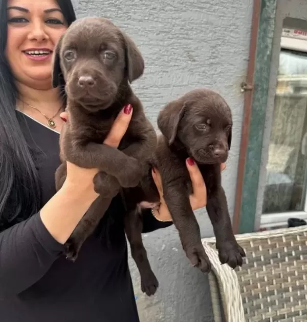 Mukemmel Safkan Cikolata Labrador Yavrularım