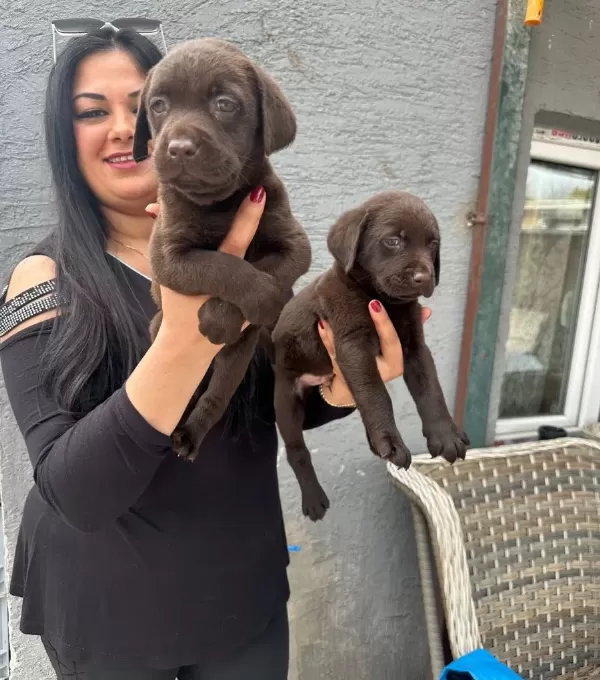 Mukemmel Safkan Cikolata Labrador Yavrularım