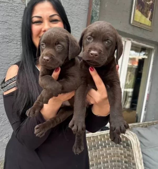 Mukemmel Safkan Cikolata Labrador Yavrularım