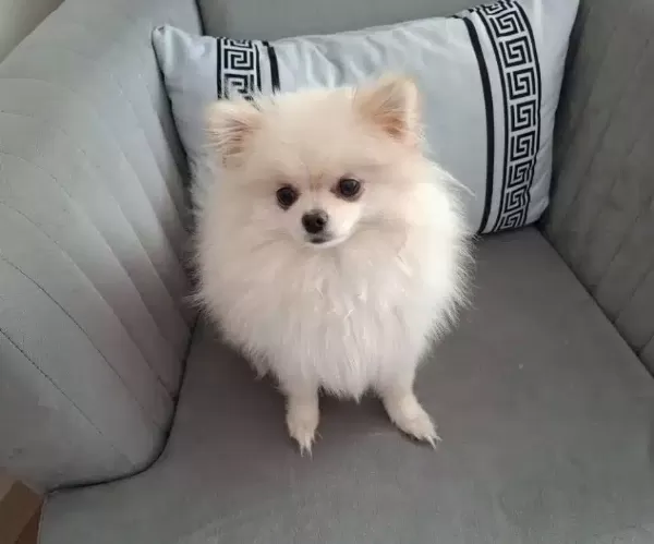 11 Aylık Pomeranian Tilki Surat