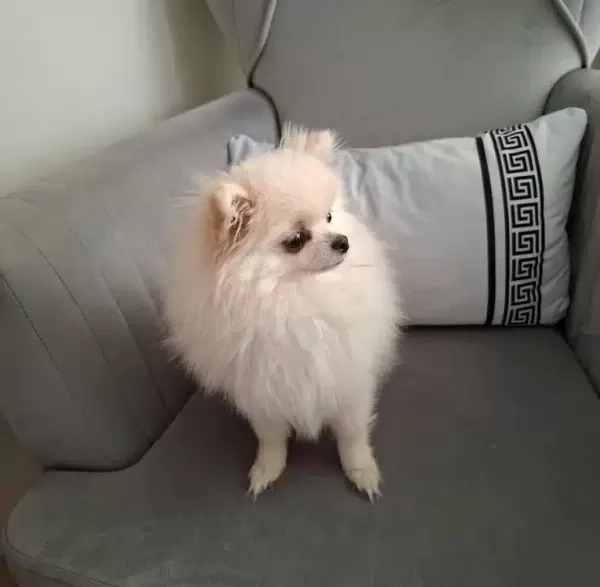 11 Aylık Pomeranian Tilki Surat