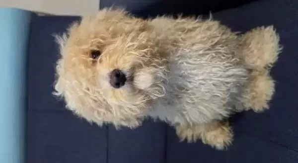 Maltipoo Erkek Yavrumuz