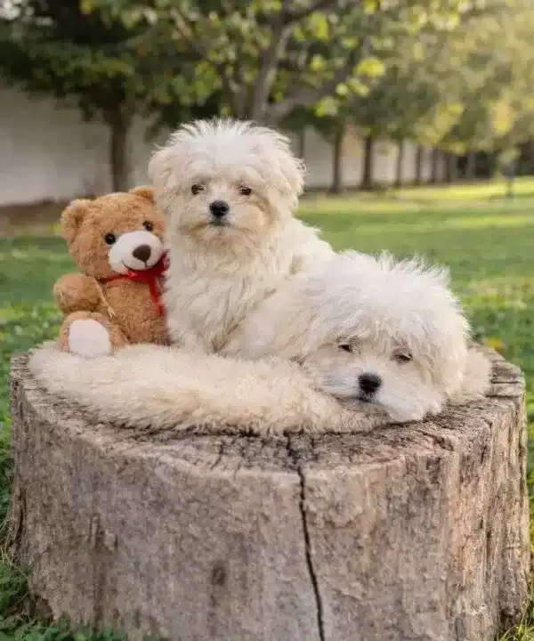 Inanilmaz Uygun Fiyatlara Gerçek Maltipoo Yavrular