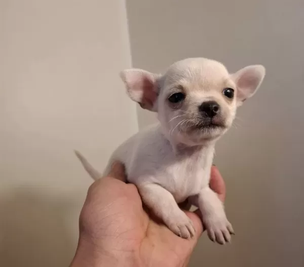 Beyaz Canta Boy Chihuahua Bebekler