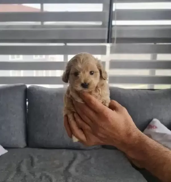 Minyatür Minigim Teslime Hazır
