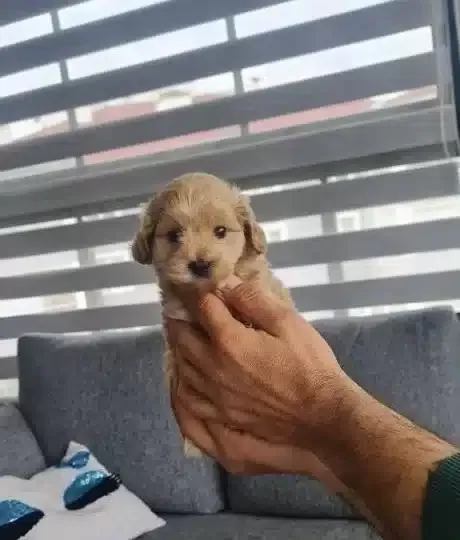 Minyatür Minigim Teslime Hazır