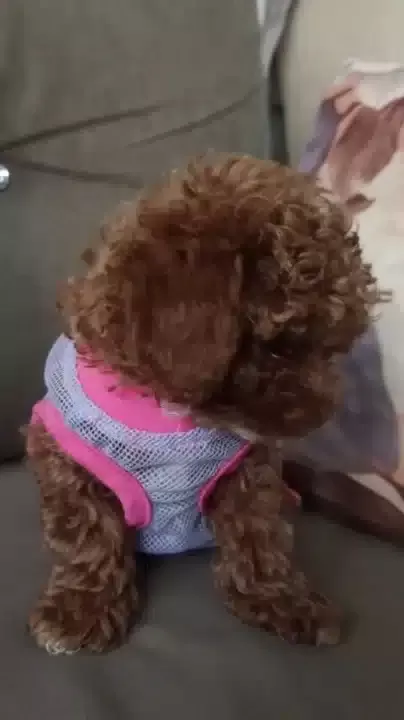 Dark Brown Kore Toy Poodle Yavrularımız