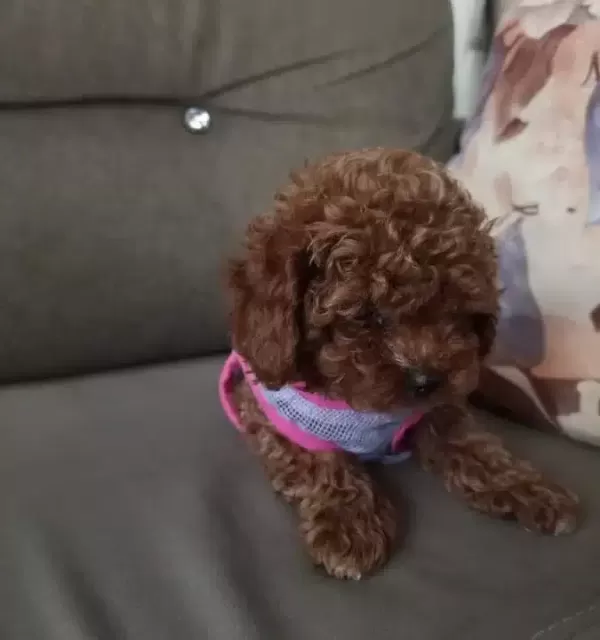 Dark Brown Kore Toy Poodle Yavrularımız