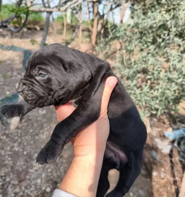 Aydın Efeler De Cane Corso Yavruları