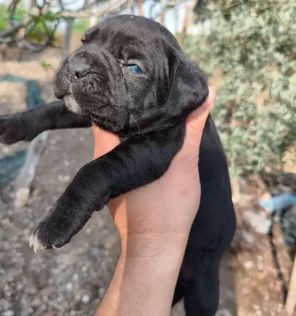 Aydın Efeler De Cane Corso Yavruları