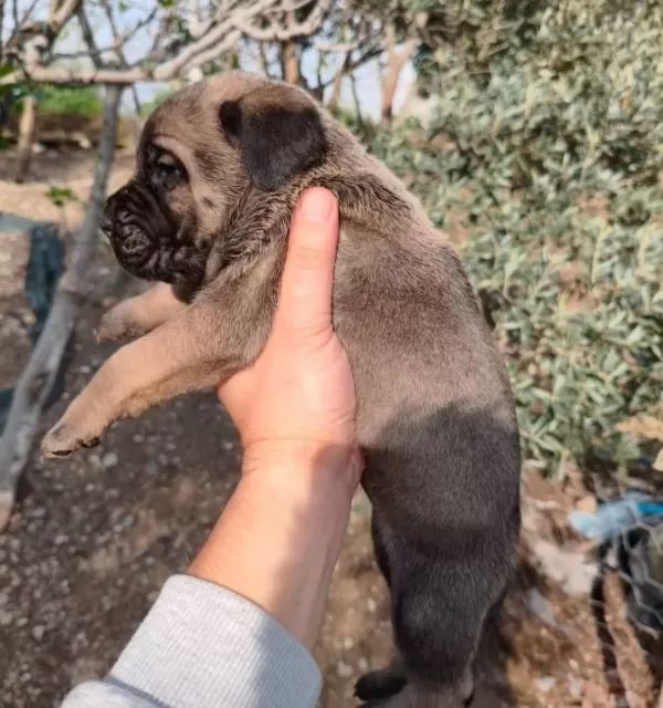 Aydın Efeler De Cane Corso Yavruları
