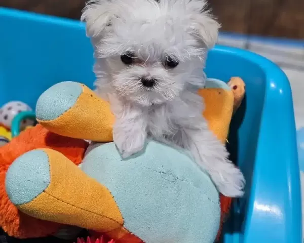 Minyatür Korean Maltese