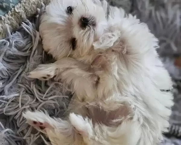 Minyatür Korean Maltese