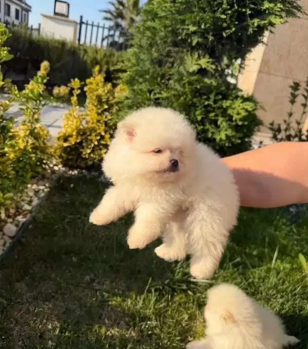 3 Adet Pomeranian Boo Bebeklerimiz Yuvalarını Bekliyor