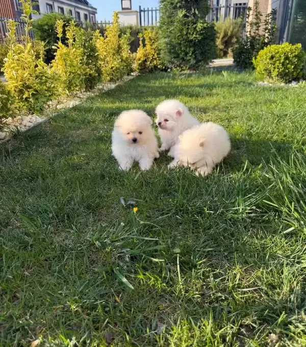 3 Adet Pomeranian Boo Bebeklerimiz Yuvalarını Bekliyor