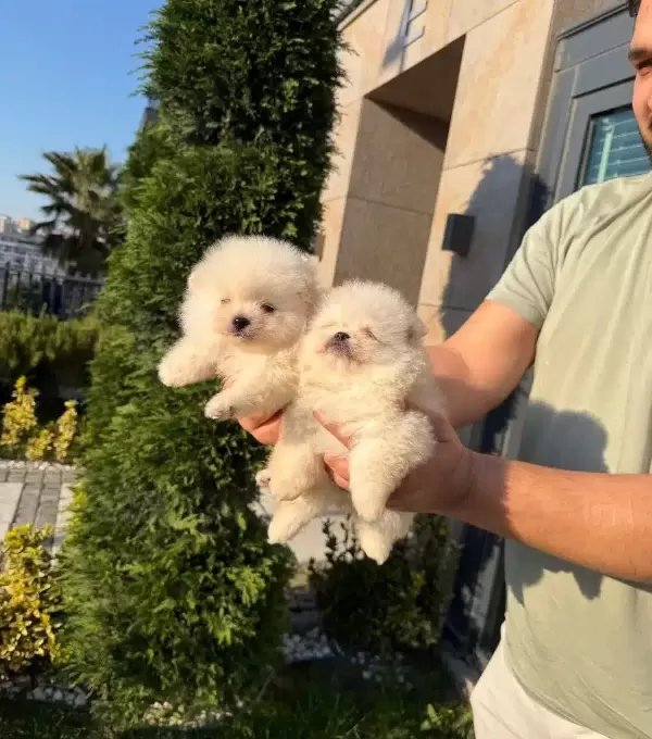 3 Adet Pomeranian Boo Bebeklerimiz Yuvalarını Bekliyor