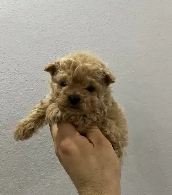 Micro Safkan Poodle