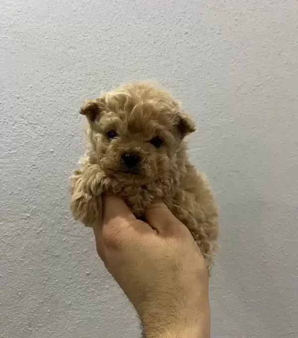 Micro Safkan Poodle