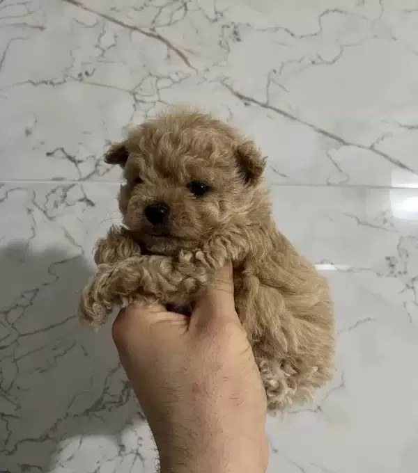 Micro Safkan Poodle