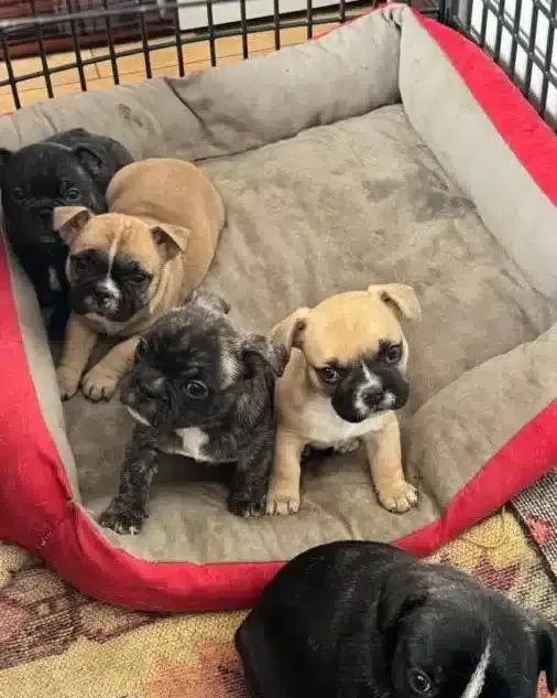 Benekli Kürk Yapılı French Bulldog
