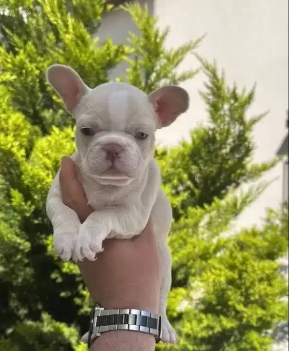 Benekli Kürk Yapılı French Bulldog